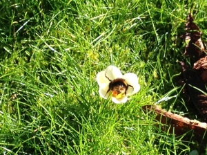 Bee in crocus